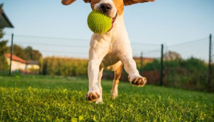 İzmir Köpek Oteli