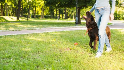 Köpeklerde İleri İtaat Eğitimi Nedir