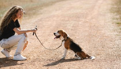 köpeklerde temel itaat eğitimi nedir