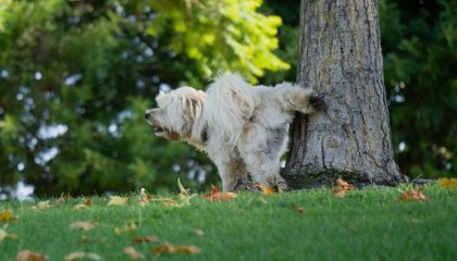 köpeklerde tuvalet eğitimi